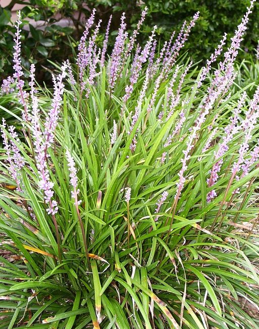 Liriope szafirkowata