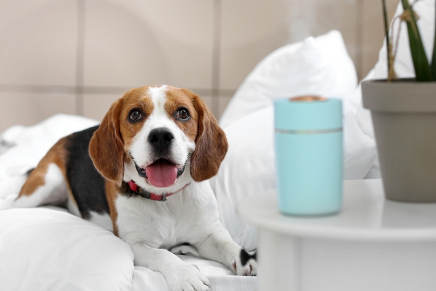 nawilżacz ultradźiękowy zrelaksowany pies