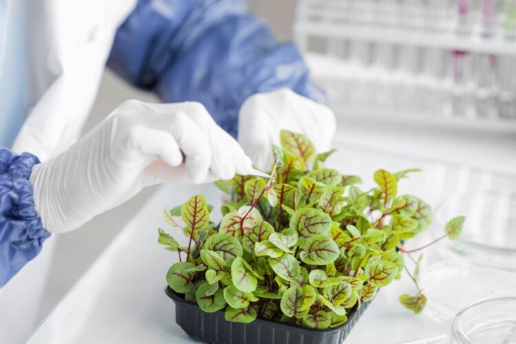 rośliny w laboratorium