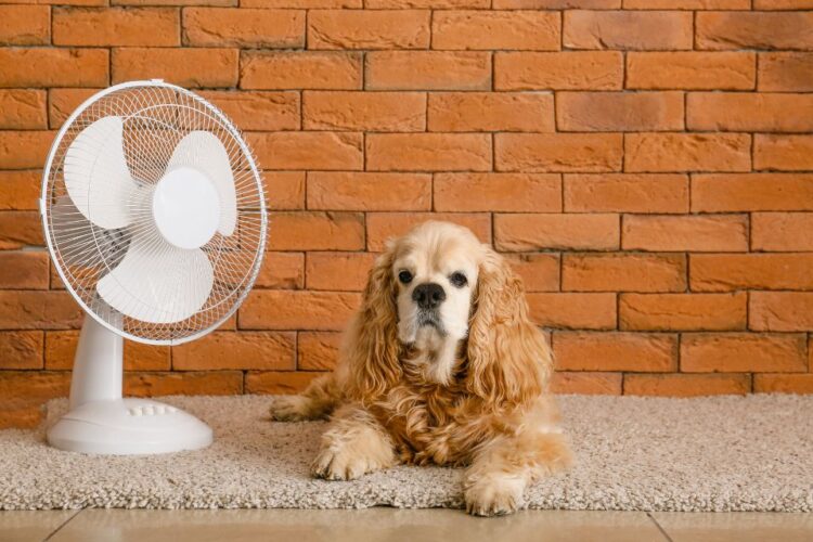 Piesek przy wentylatorze