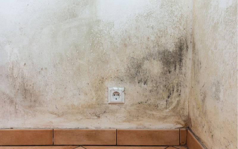 wykwity pleśni na ścianie