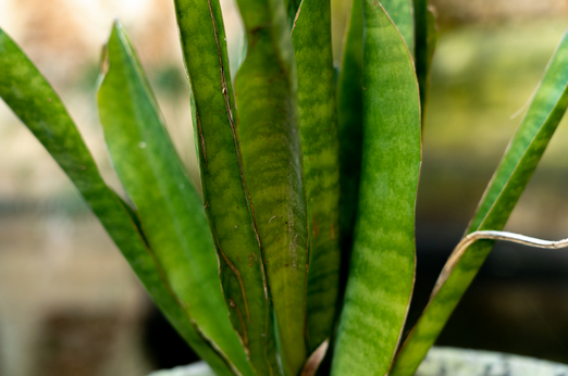 Sanseweria naturalne oczyszczanie powiewtrza