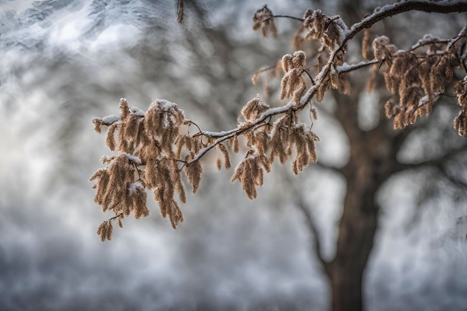 pyląca leszczyna zimą